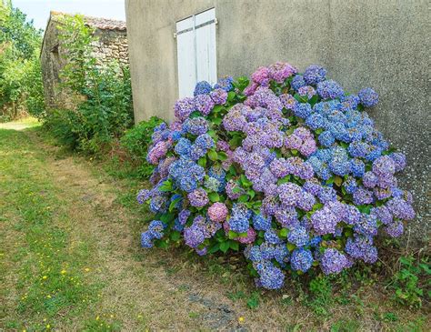 Hydrangea Bloom Time Learn About Hydrangea Flowering Season