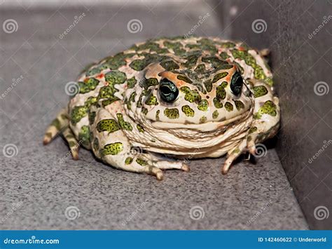 Common European Toad Stock Photo Image Of Space Ecology 142460622