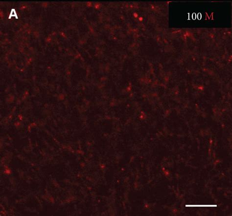 High Resolution Images Of Huvec And Msc Mono And Cocultures After