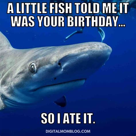 Happy Birthday Shark Meme