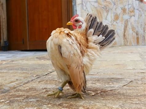 Serama Emo Malaysian Serama Lovely Pullet