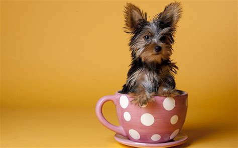 [100+] Yorkie Puppies Wallpapers | Wallpapers.com