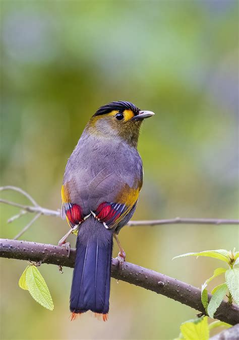 Critically-endangered Bugun Liocichla spotted in Arunachal sanctuary | Science-Environment