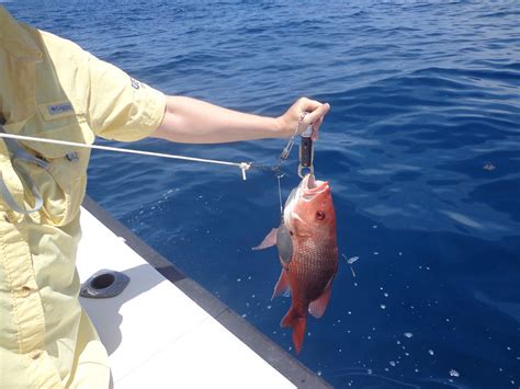 Uncertainty Stalks Proposal For Federal Snapper Grouper Fishing Permit