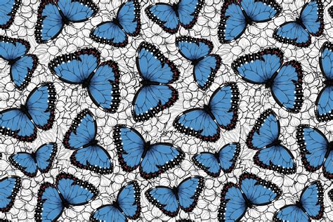 Blue Morpho Butterfly Wallpaper