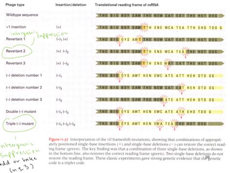 Genetic Code Flashcards Quizlet