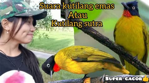 Suara Burung Kutilang Emas Gacor Dan Jernih Youtube