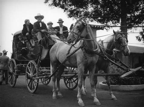 The Last Two Horses Of A Team Are Shown Harnessed To A Large Carriage