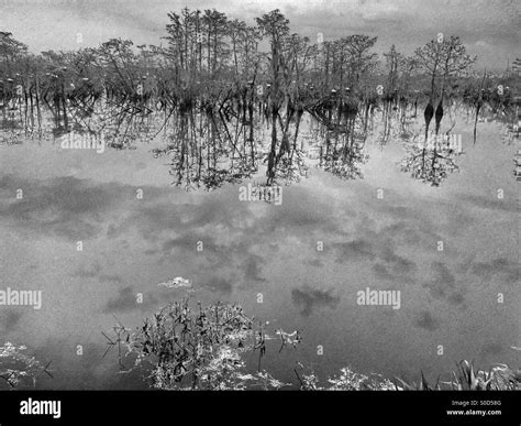 Bayou Swamp Reflection Stock Photo Alamy