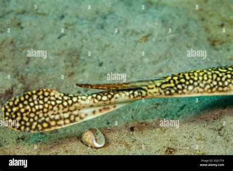 Stingray barb hi-res stock photography and images - Alamy