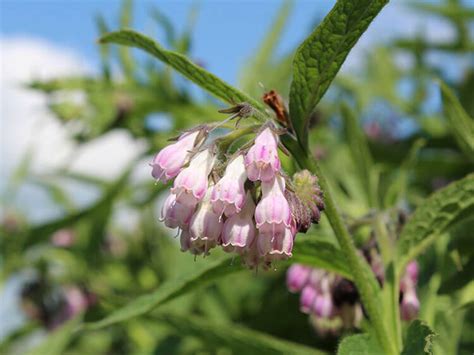 Bloeiende Vaste Planten Voor Schaduw Fotos Wildi