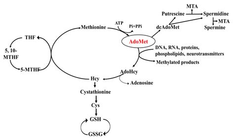 S Adenosylmethionine A Promising Antitumor Agent In Oral And Laryngeal