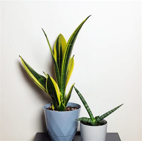 Picking The Perfect Pot A Guide To Choosing The Best Pots For Snake Plants