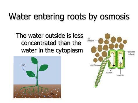 Ppt Chapter 13 Diffusion And Osmosis Powerpoint Presentation Free Download Id 5449176