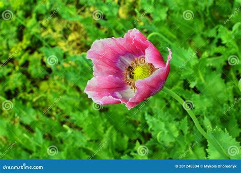 Detalle Del Papaver En Flor De La Amapola Flor De Color Blanca De