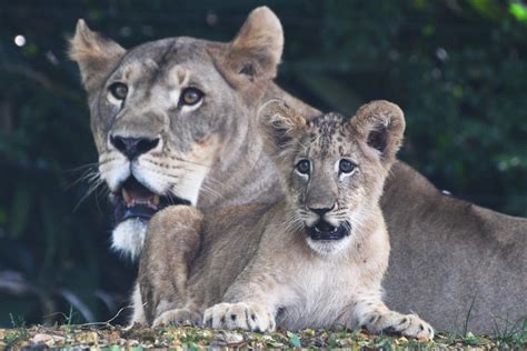 Asia Album Lion Cub Simba Debuts At Singapore Zoo Xinhua English