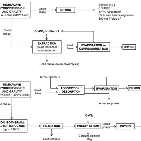 Microwave Hydrodiffusion And Gravity Processing Of S Muticum With The
