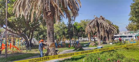 Retiran palmeras muertas en parque de Analco Telediario México