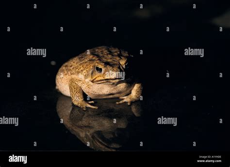 Los sapos de caña de Australia 3 96 SAPO EN EL ROPER River la última