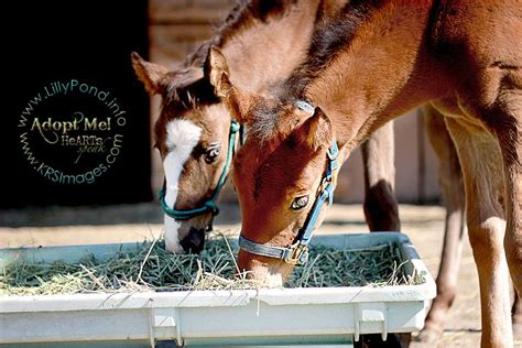 Thumper and Carson are two nurse mare foals available for adoption at Lilly Pond Foal Rescue ...