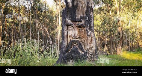 Un tronc d arbre coupé et brûlé par le feu transformé en art totem