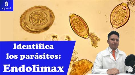 Conoce A Endolimax Nana Morfolog A Y Claves Para Su Identificaci N