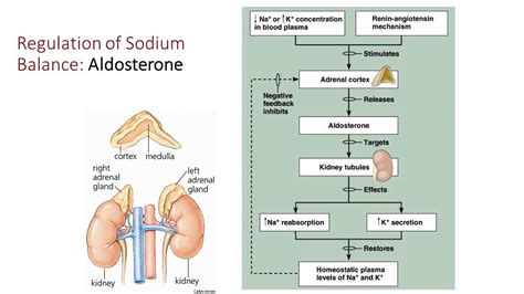 Fluid Electrolyte And Acid Base Balance YouTube