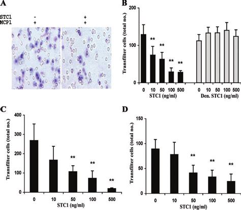 STC1 Inhibits RAW264 7 Cell Migration STC1 Decreased Both