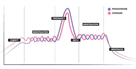 Female Hormones How Do They Function