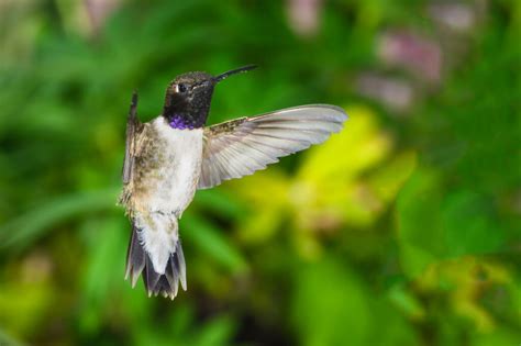 Hummingbirds In Oregon Fascinating Species You Might See