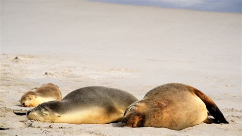 Visit Seal Bay Conservation Park: Best of Seal Bay Conservation Park Tourism | Expedia Travel Guide