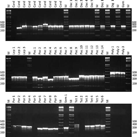 Agarose Gel Electrophoresis Of Polymerase Chain Reaction Pcr Download Scientific Diagram