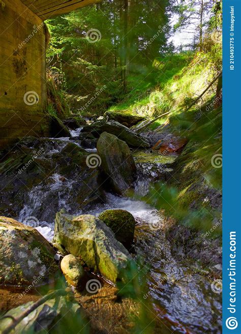 Forest Stream Surrounded By Timberland In Ancient Old Growth Forest