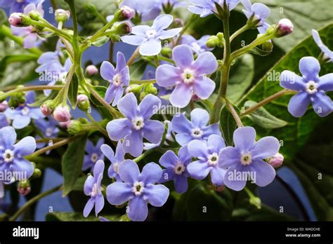 Pale blue flowers violets Stock Photo - Alamy