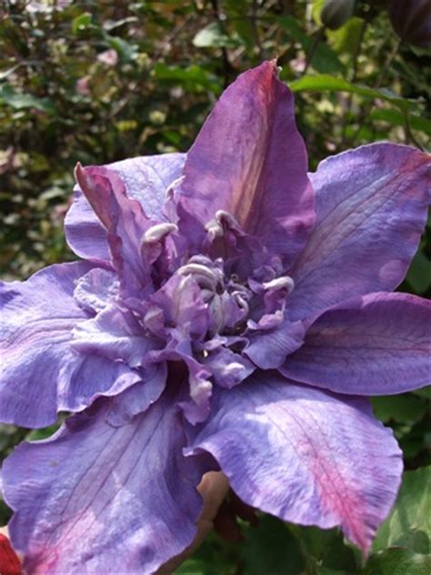 Clematis Prune Or Not Grows On You