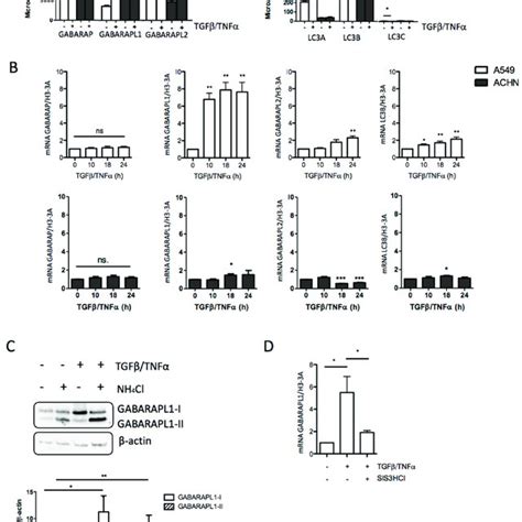 GABARAPL1 expression is increased during TGF β TNF α induced EMT A