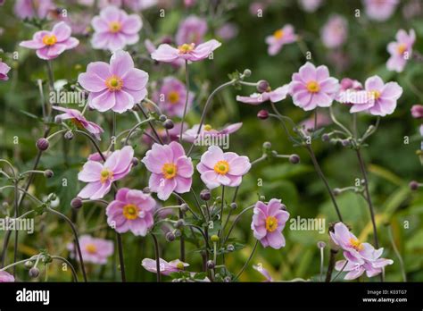 Anemone Japonica Hi Res Stock Photography And Images Alamy