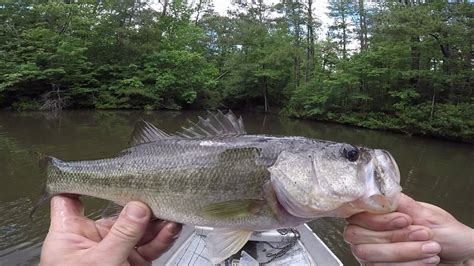 Fishing Private Carolina Pond For BIG Largemouth Bass YouTube