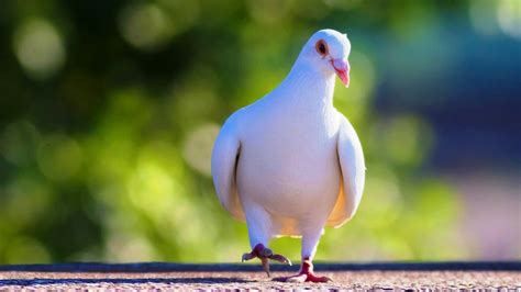 Pigeon 4k Hd Wallpaper Rare Gallery