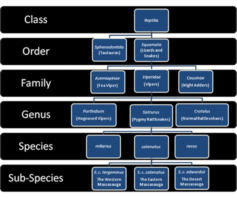 [DIAGRAM] Blank Classification Diagram - MYDIAGRAM.ONLINE