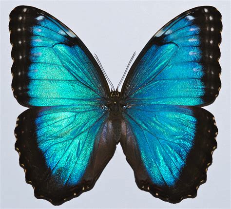 La Couleur Bleu Du Morpho Une Origine Structurelle