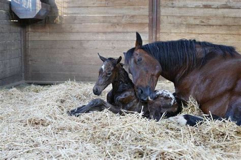 Pin by Ewa Górniak on World Of Equines Horses Horse barn Equines