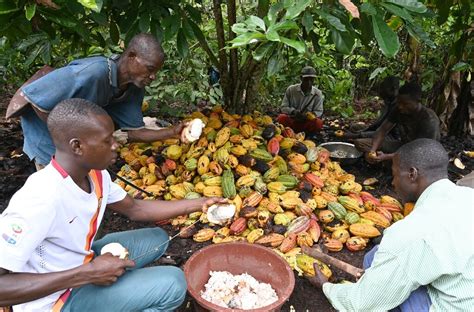 New Cocoa Deals Help Peasant Farmers But Not Enough