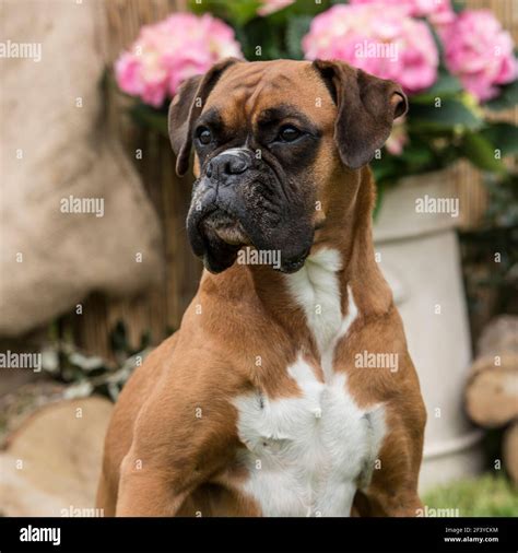 Boxer Hi Res Stock Photography And Images Alamy