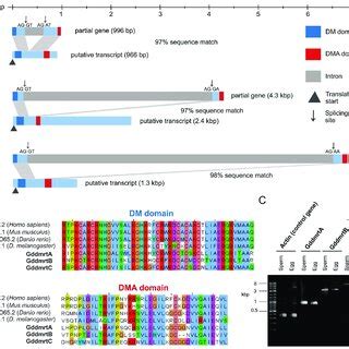 Sequence Characterization Of The Isolated Dmrt Genes Gddmrta