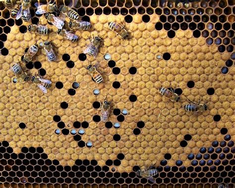 The Peace Bee Farmer Puerto Ricos Bees