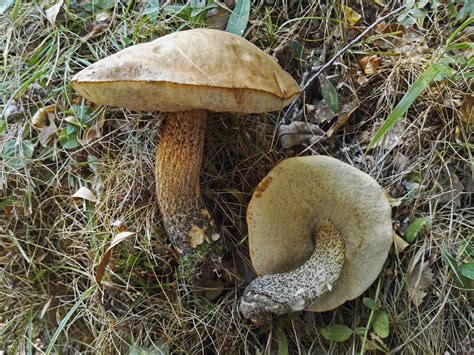 Leccinum Scabrum