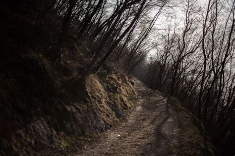 La Verdadera Historia De Camino Hacia El Terror Descubre La Realidad