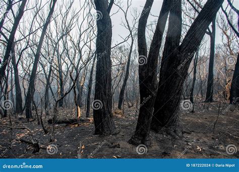 Australian Bushfires Aftermath: Burnt Eucalyptus Trees Damaged By The Fire Royalty-Free Stock ...