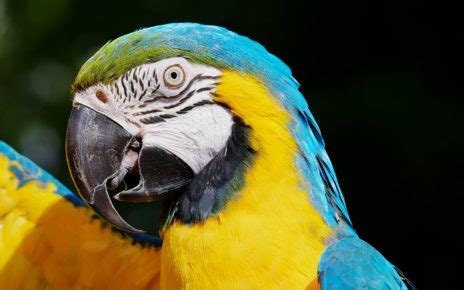 Best Pet Birds That Talk The Pet Supply Guy